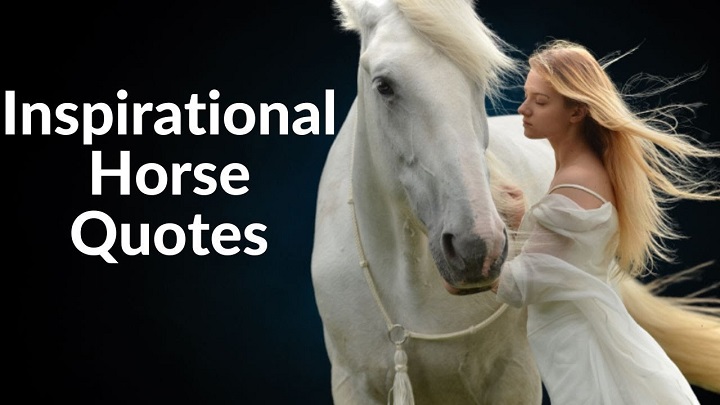 225 Captivating Horse Captions: Galloping Through Words Captivating Horse Captions