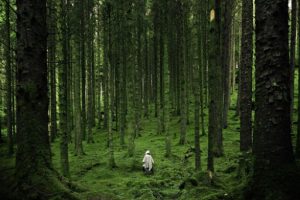 Forest Wanderlust