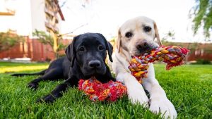 Pet Love