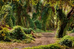 Sunday Gratitude for Nature