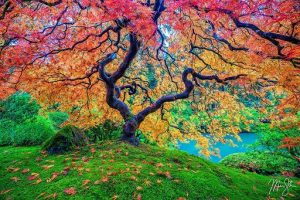 The Artistry of Photography