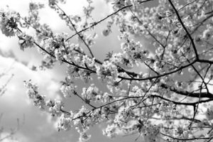 Blossom in Monochrome