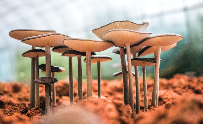 Psychedelic Mushroom Gummies: Psilocybin Content and Legal Implications image 700x428 6