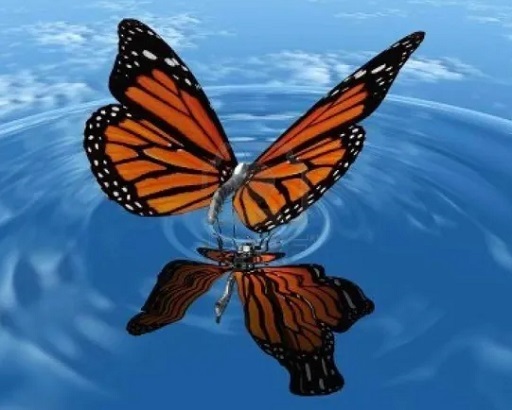Butterfly and Reflection