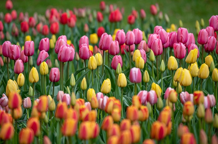 Celebrating the Beauty of Blooms