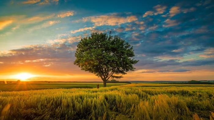Natures Beauty 1