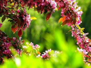 Understanding the Appeal of Blurred Pictures